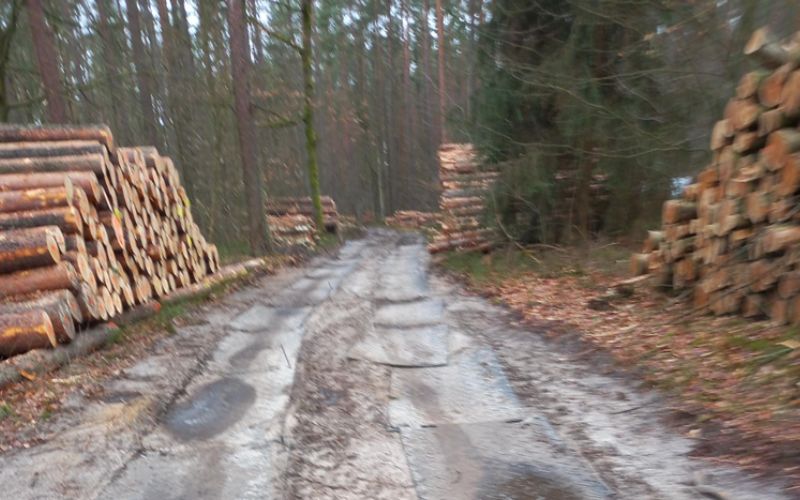 Polish state forests